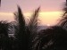 wallpaper_sunset_palms-2303.jpg